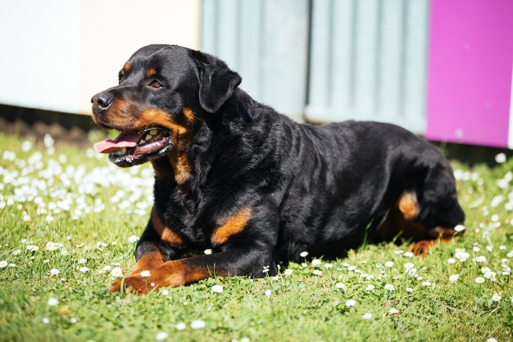 Dog prosecutions
