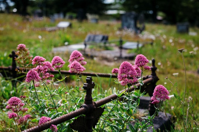 Have your say on the future of Waikumete Cemetery