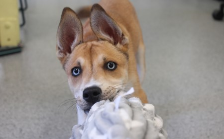 Te Waihou (ON HOLD) tile image