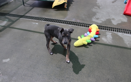 Tongariro (ON HOLD) tile image