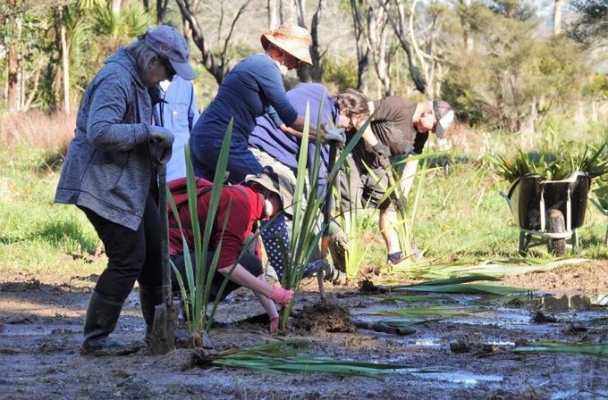 Pateke return to the wetlands - working bee