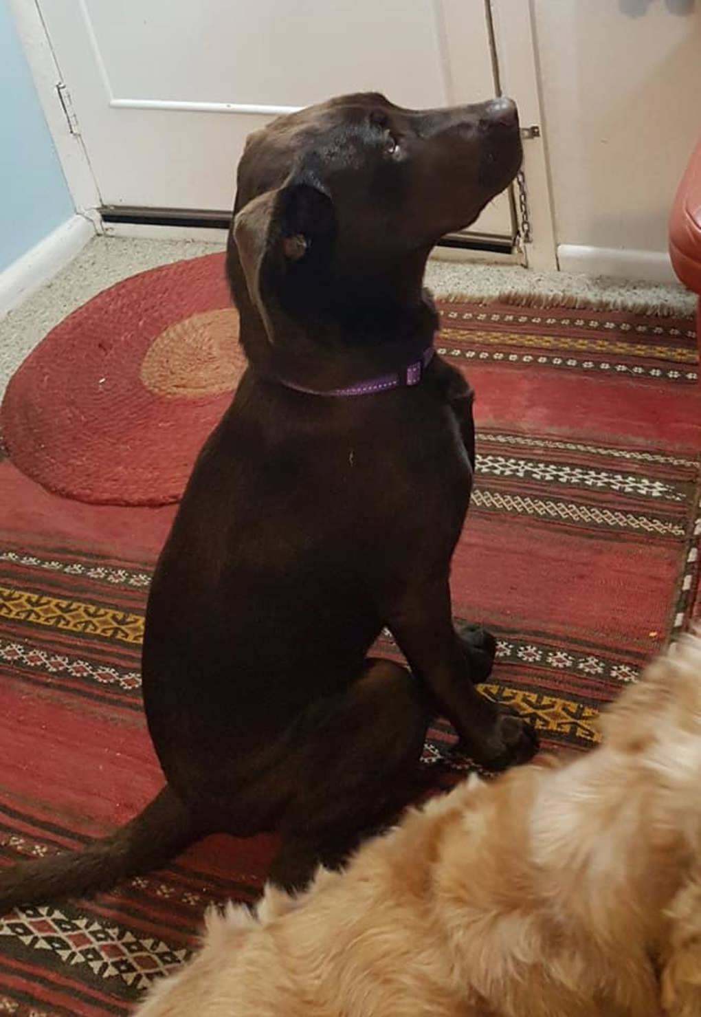 Meg dog 5