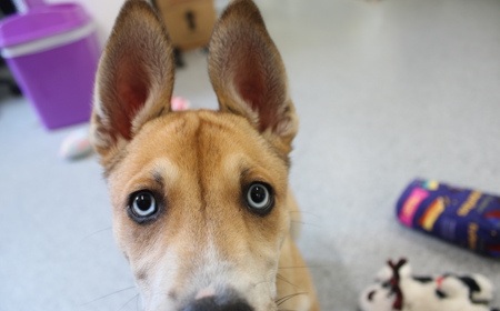 Te Waihou (ON HOLD) tile image