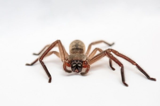 Get to know your local wildlife for World Wildlife Day - Spider