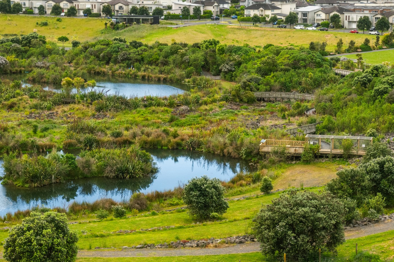 While walking along the boardwalks at Maungarei Springs Wetland, visitors might see pāpango (New Zealand scaup), kawaupaka (little shag) and matuku moana (white-faced heron).