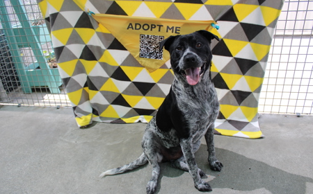 Platypus (ON HOLD) tile image