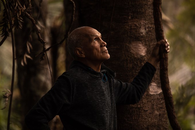 The untold stories of kauri dieback
