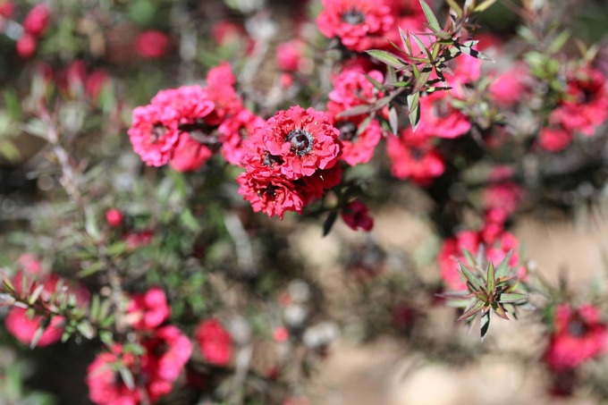 pink-pearl-manuka-tea-tree-2694013_1280 (1)_qqmsffwz.jpg