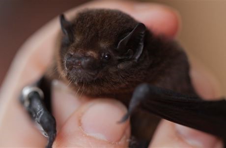 PHOTO: PEKAPEKA / NEW ZEALAND LONG-TAILED BAT