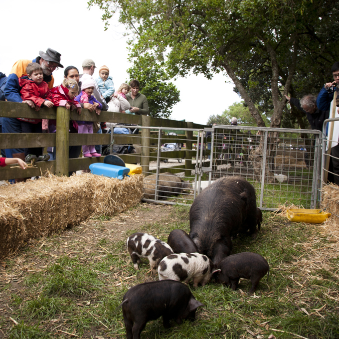 Ambury Regional Park