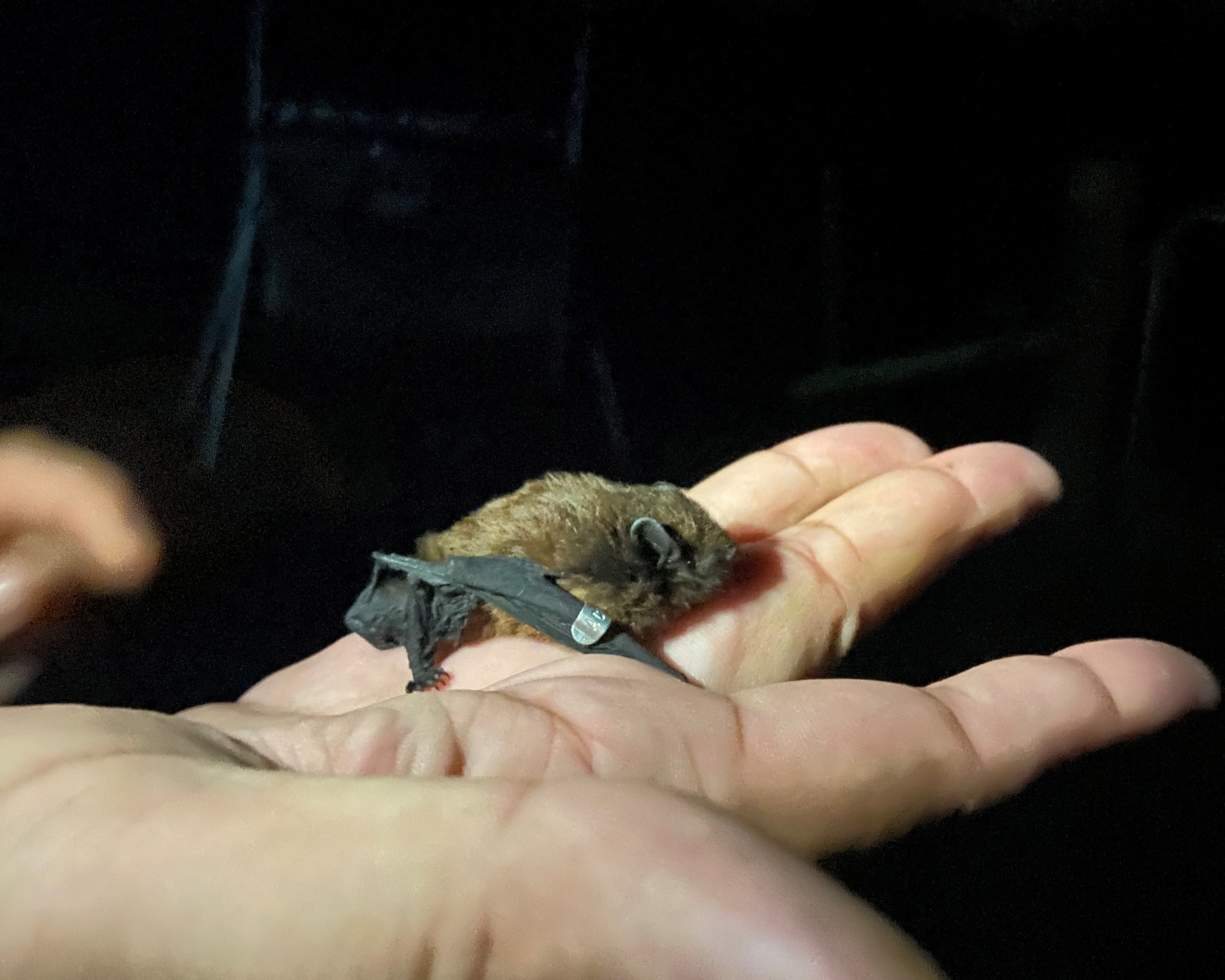 Baby bat in person's hand