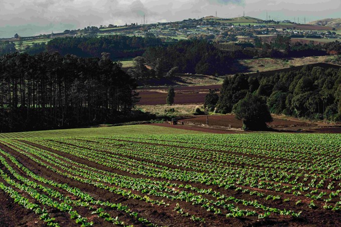 Greater protection for Auckland’s most productive land