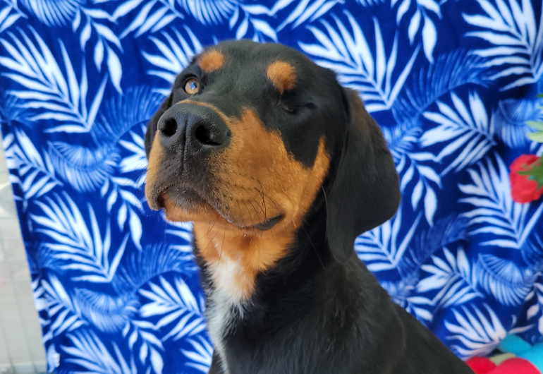 Dog Tile Image Leela 1 770X530