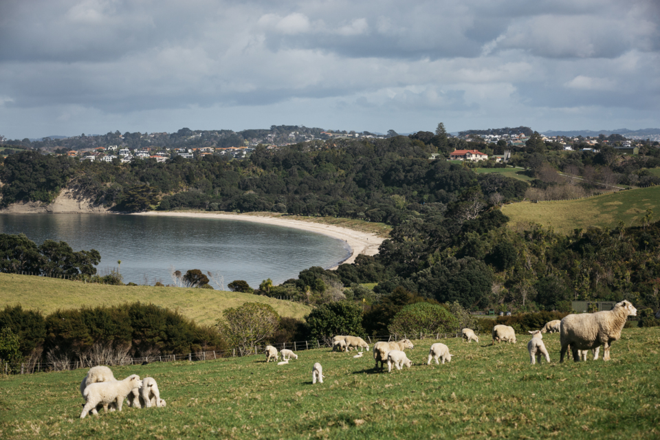 Shakespear Regional Park