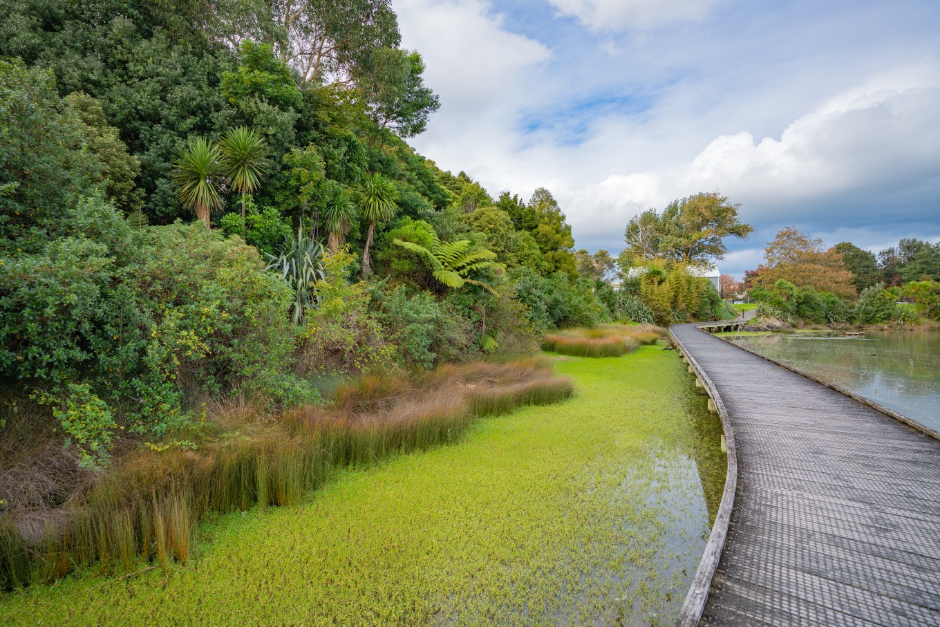 A pathway through a local swamp. 