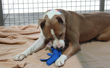 Ruakākā tile image