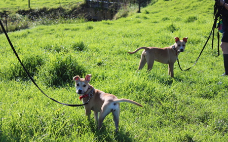 Thai (ON HOLD) tile image