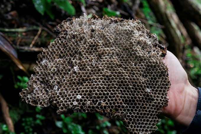 beehive (1)
