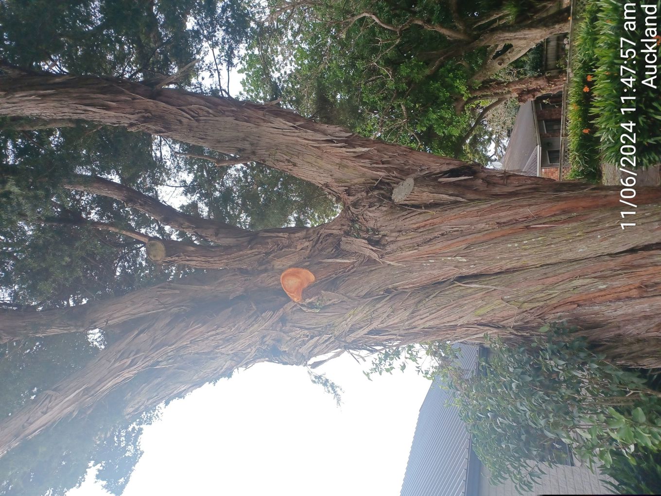 AC v DS Trees 1