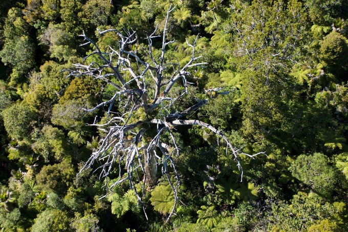 Rogue rambler receives fine of $5700 in first kauri dieback prosecution