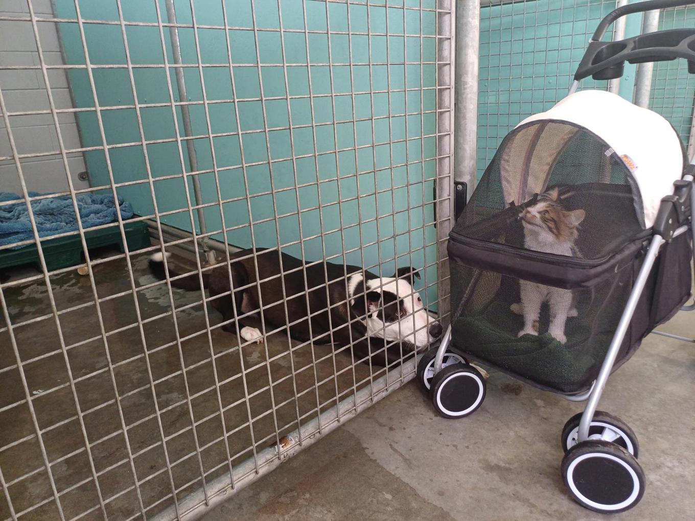 Come smooch a pooch: new Pukekohe Dog Adoption Centre to open with love ...