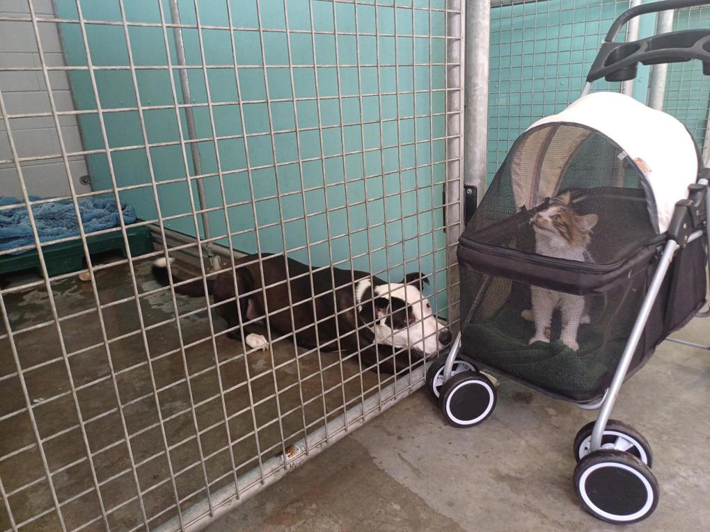 Pukekohe Dog Adoption Centre