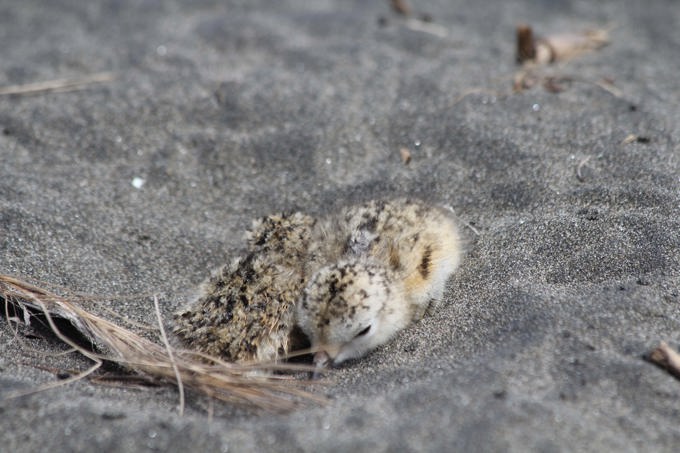 Dotterel destruction