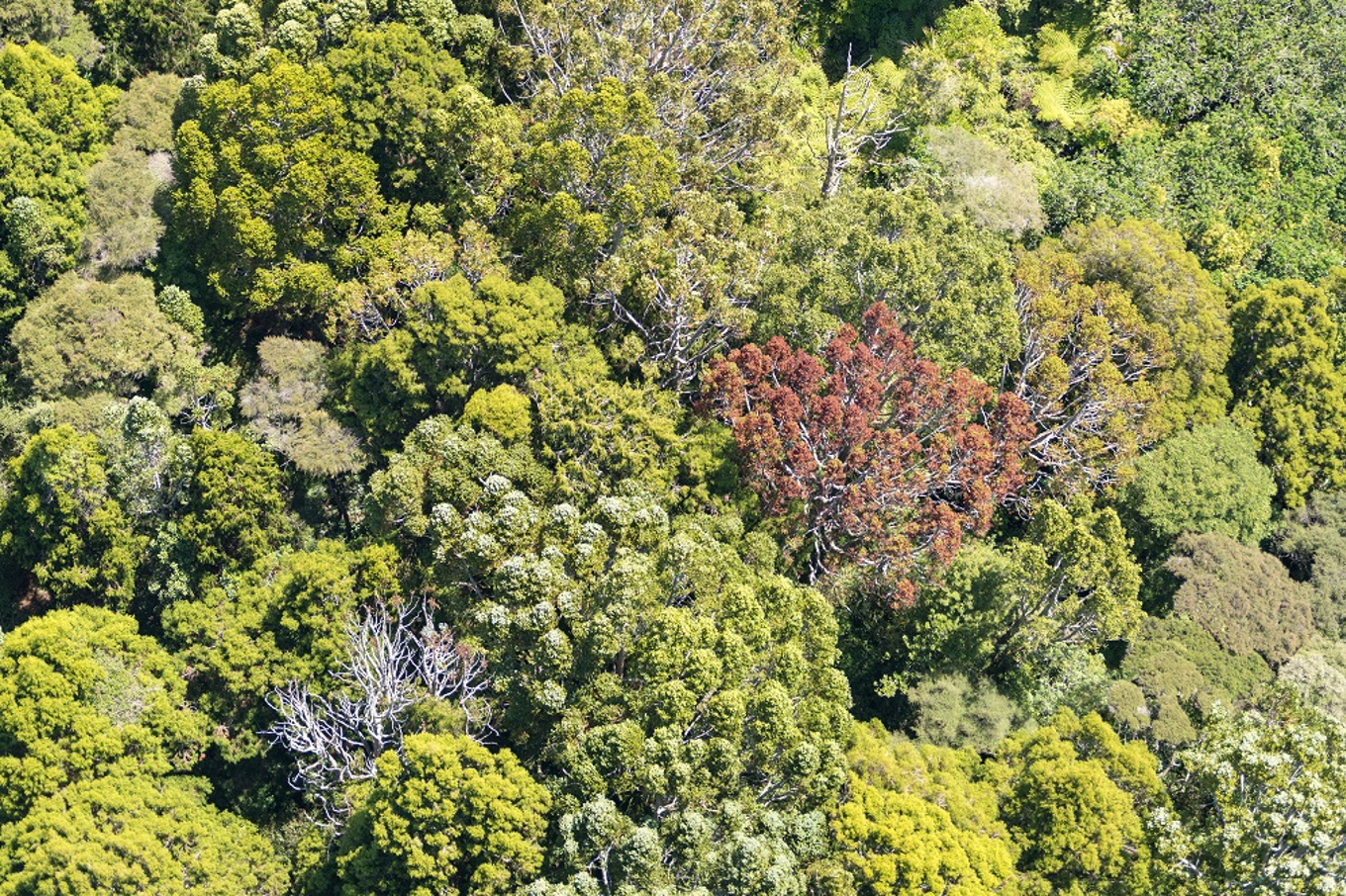 Aerial survey looks for kauri dieback disease in north Auckland