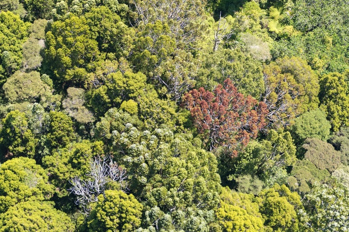 Pakiri kauri dieback 2