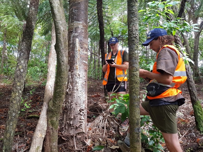 Phosphite boost to kauri defence systems (1)