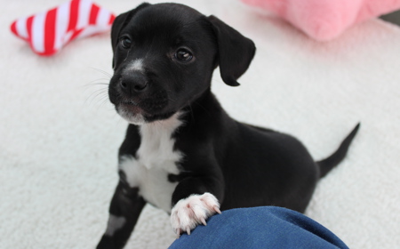 Badger (ON HOLD) tile image