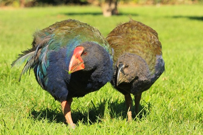 Get to know your local wildlife for World Wildlife Day - Takahē