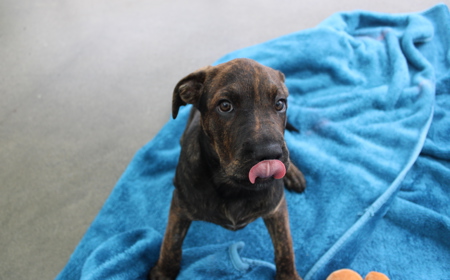 Hampshire tile image