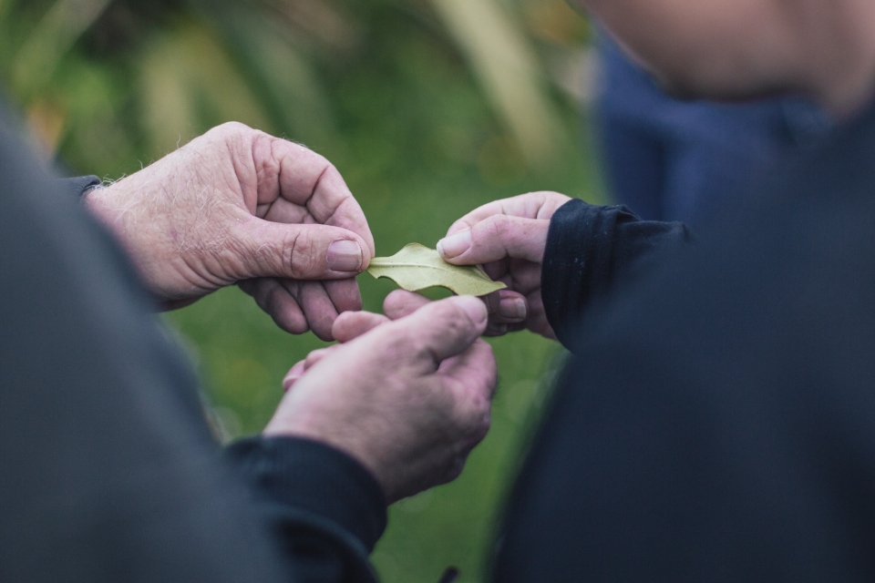 Rongoā rākau wānanga held in the Whau have helped attendees understand more about the medicinal properties of native plants and the right way to harvest them respectfully. Credit: EcoMatters Environment Trust