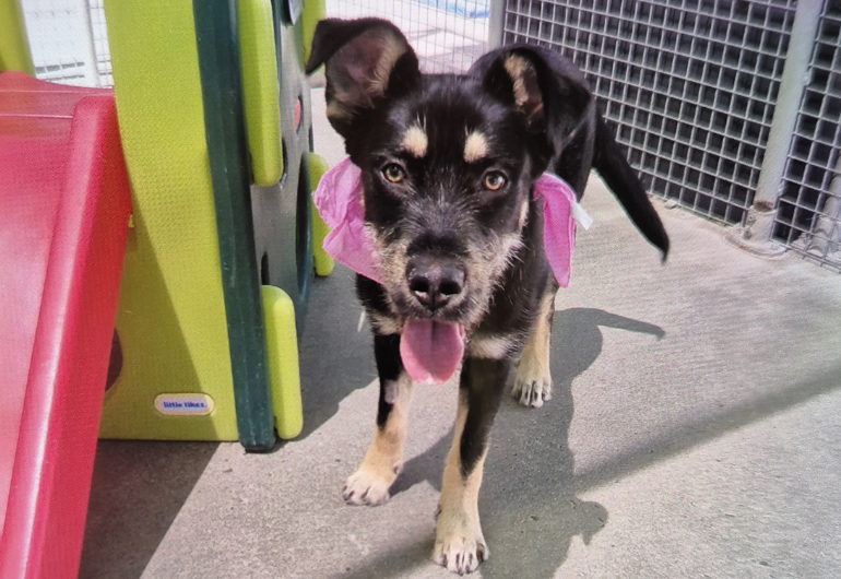 Dog Tile Image Vixen 4 770X530