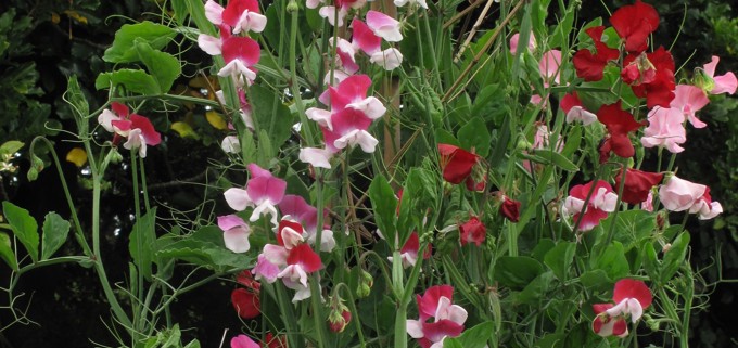 Sweetpea Image 3 (Keith Hammett)lge - Copy_elhgkxbb.jpg
