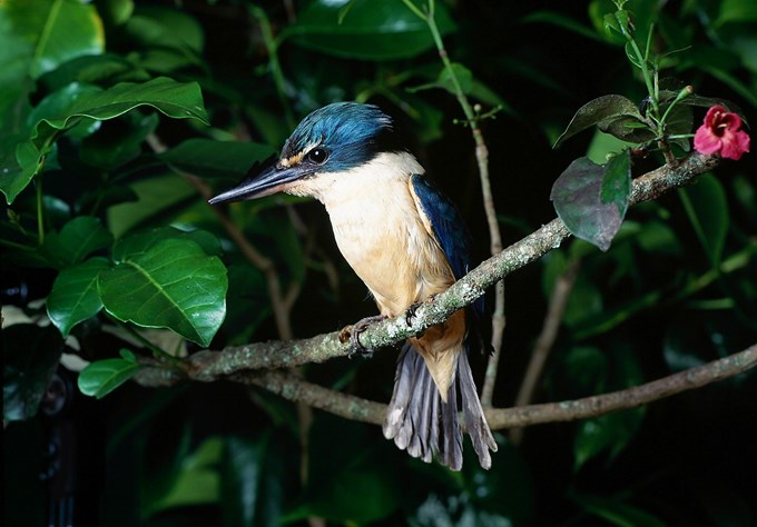 Backyard birds - Kingfisher