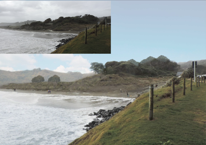 Muriwai dunes restoration