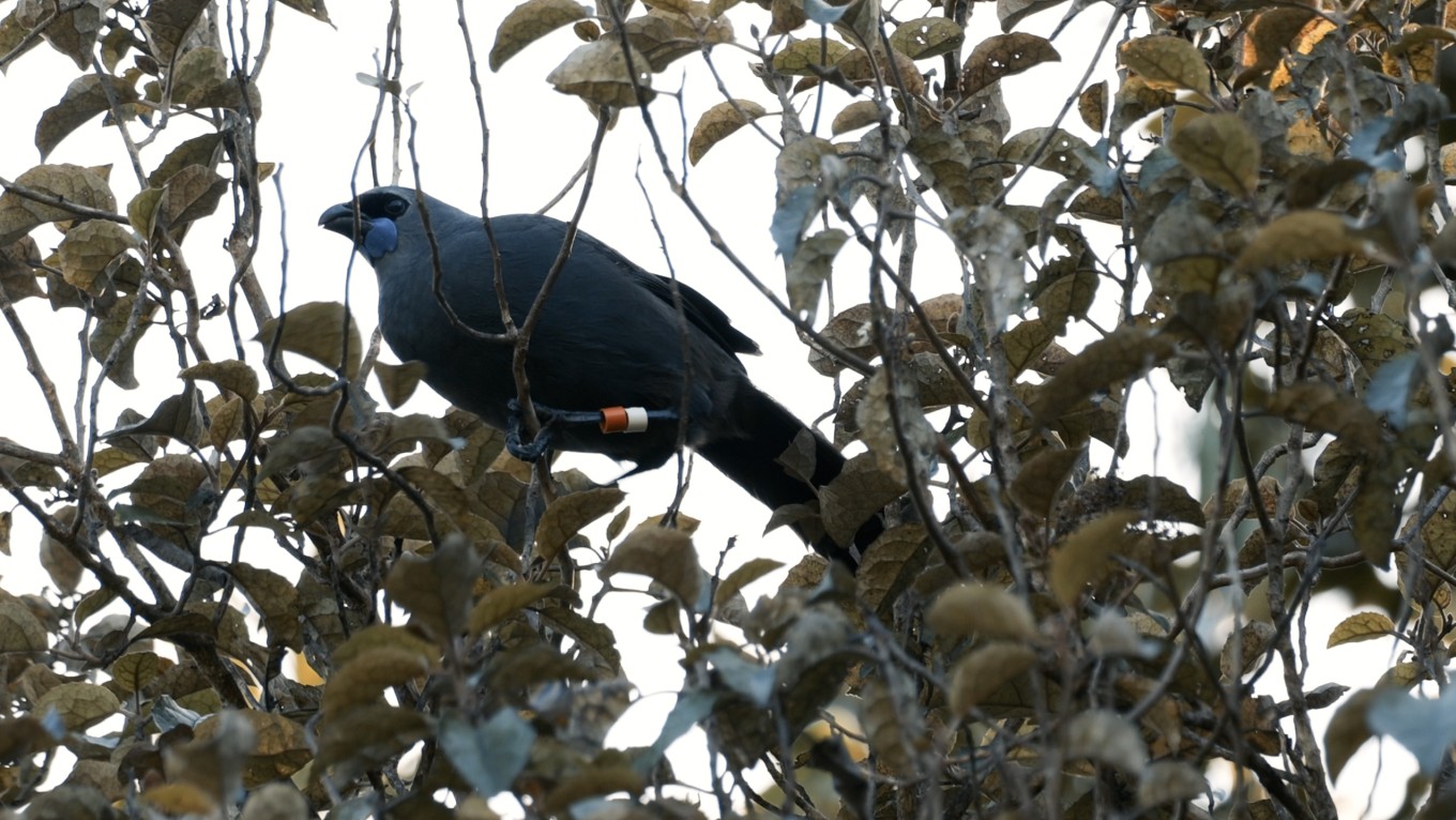 A Kokako sitting on a tree brunch.