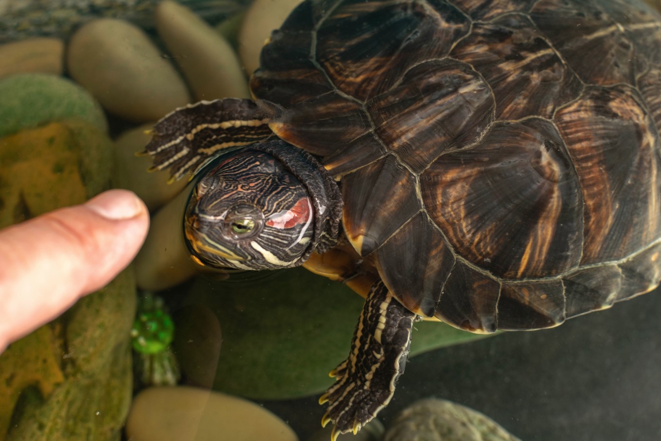 Pet turtle in a enclosure.