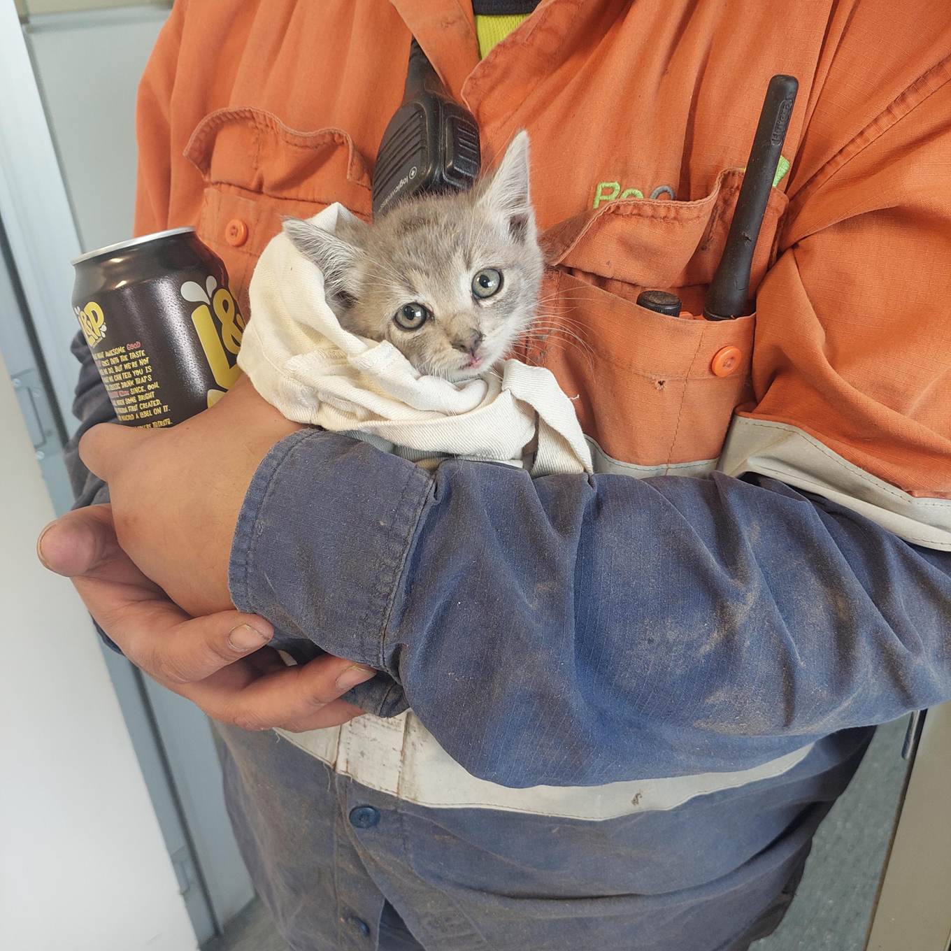 A cat wrapped in a blanket in a worker's hand. 