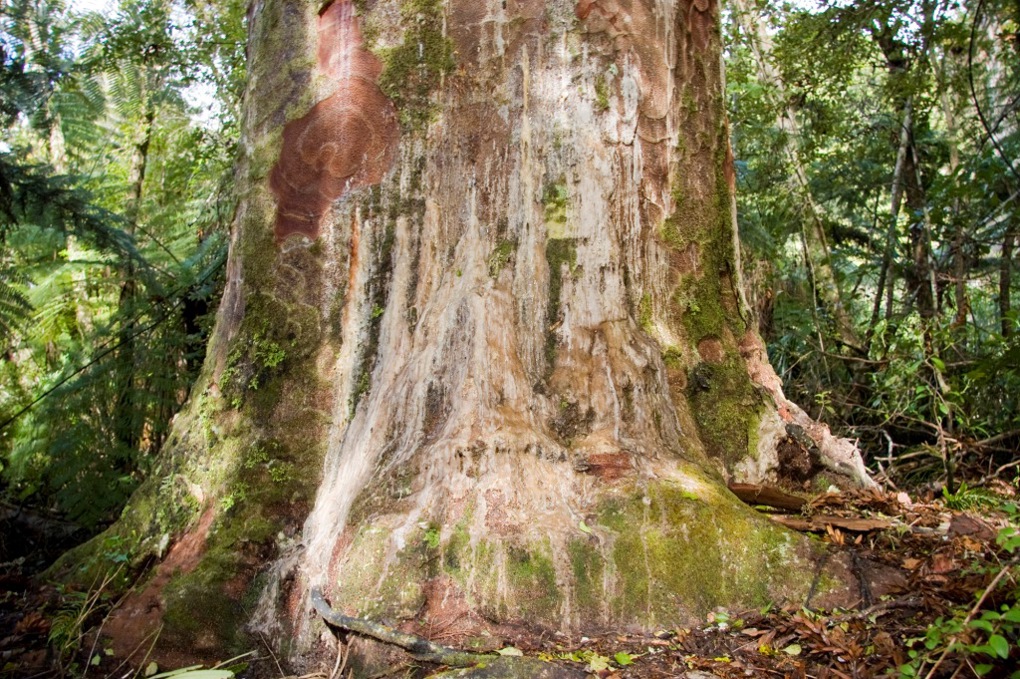 Kauri  dieback 5