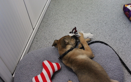 Dassie (ADOPTED) tile image