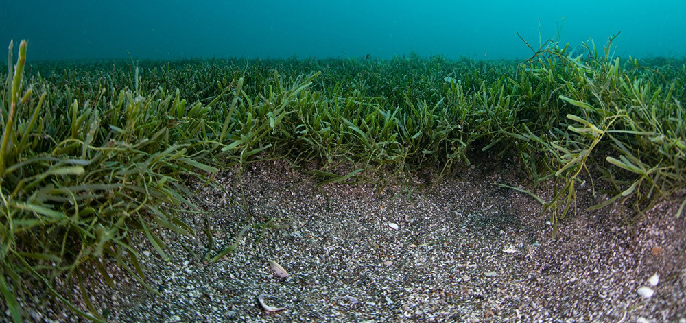 Exotic caulerpa seaweed on the seafloor near Aotea Great Barrier Island. Photo from the Ministry for Primary Industries.