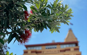 First flowers for Quay Street pōhutukawa since their dramatic journey home last winter