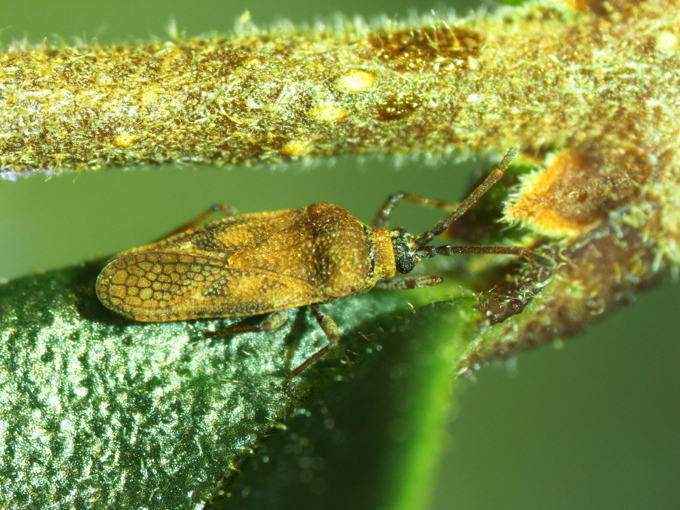 Privet Lace Bug