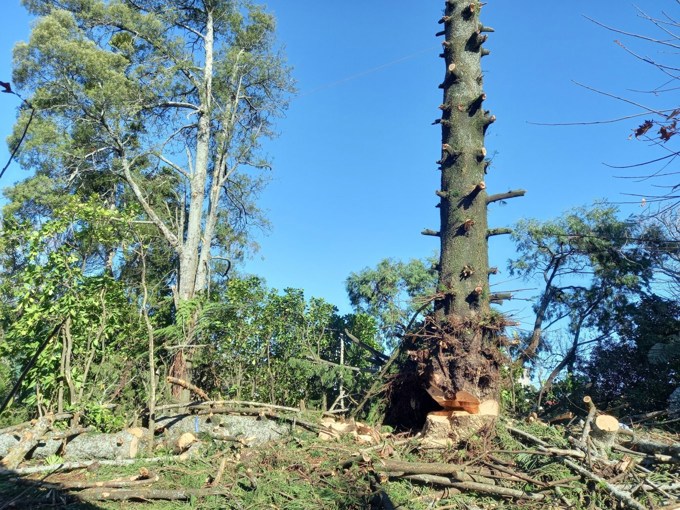 Felled Norfolk pine
