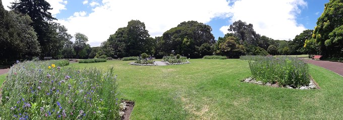 Auckland Domain comes alive with wildflowers (2)