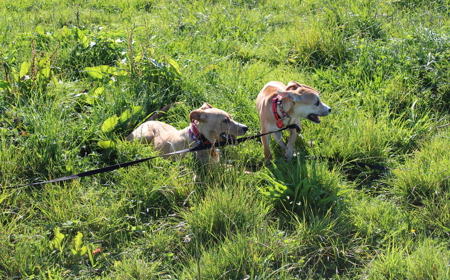 Thai (ON HOLD) tile image