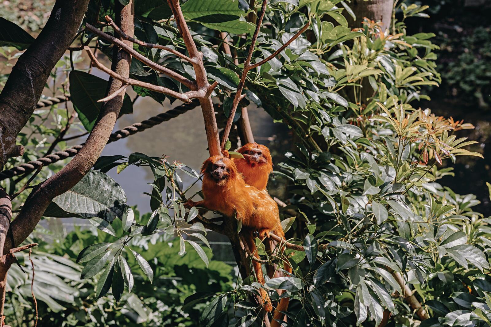 Celebrating 100 years of Auckland Zoo OurAuckland